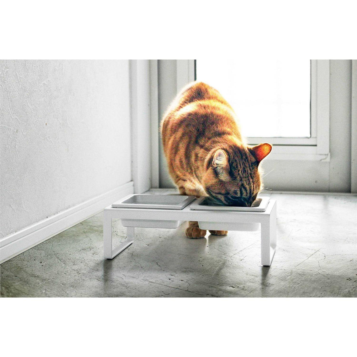 Pet Food Bowl N735908