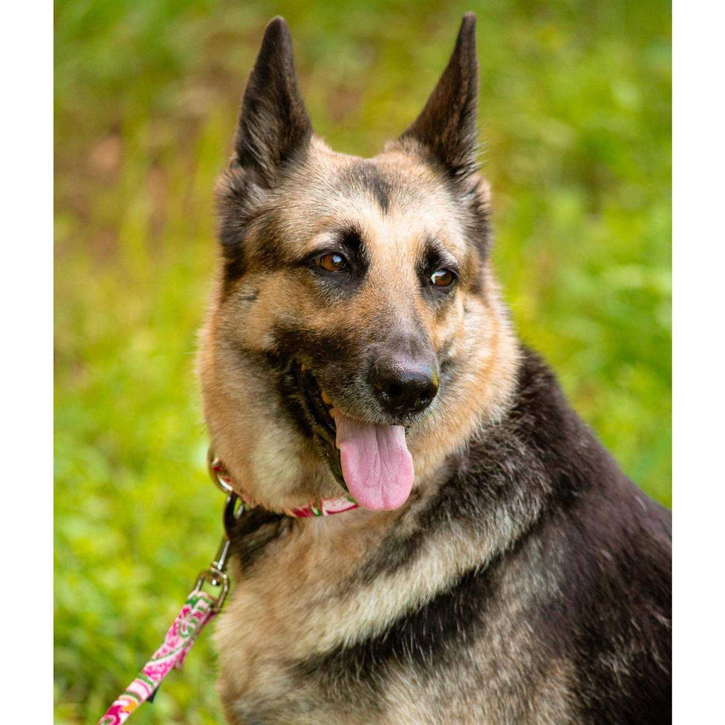 Martingale Dog Collar J771