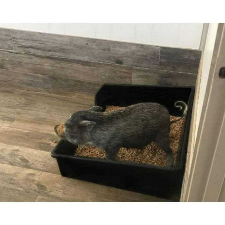 Extra Large Litter Box J86186