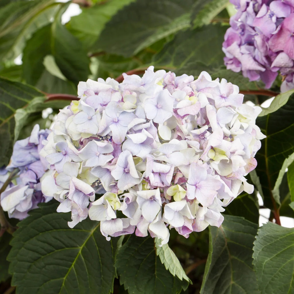 Bloomstruck Hydrangea Live Shrub Grower Pot Shade D226