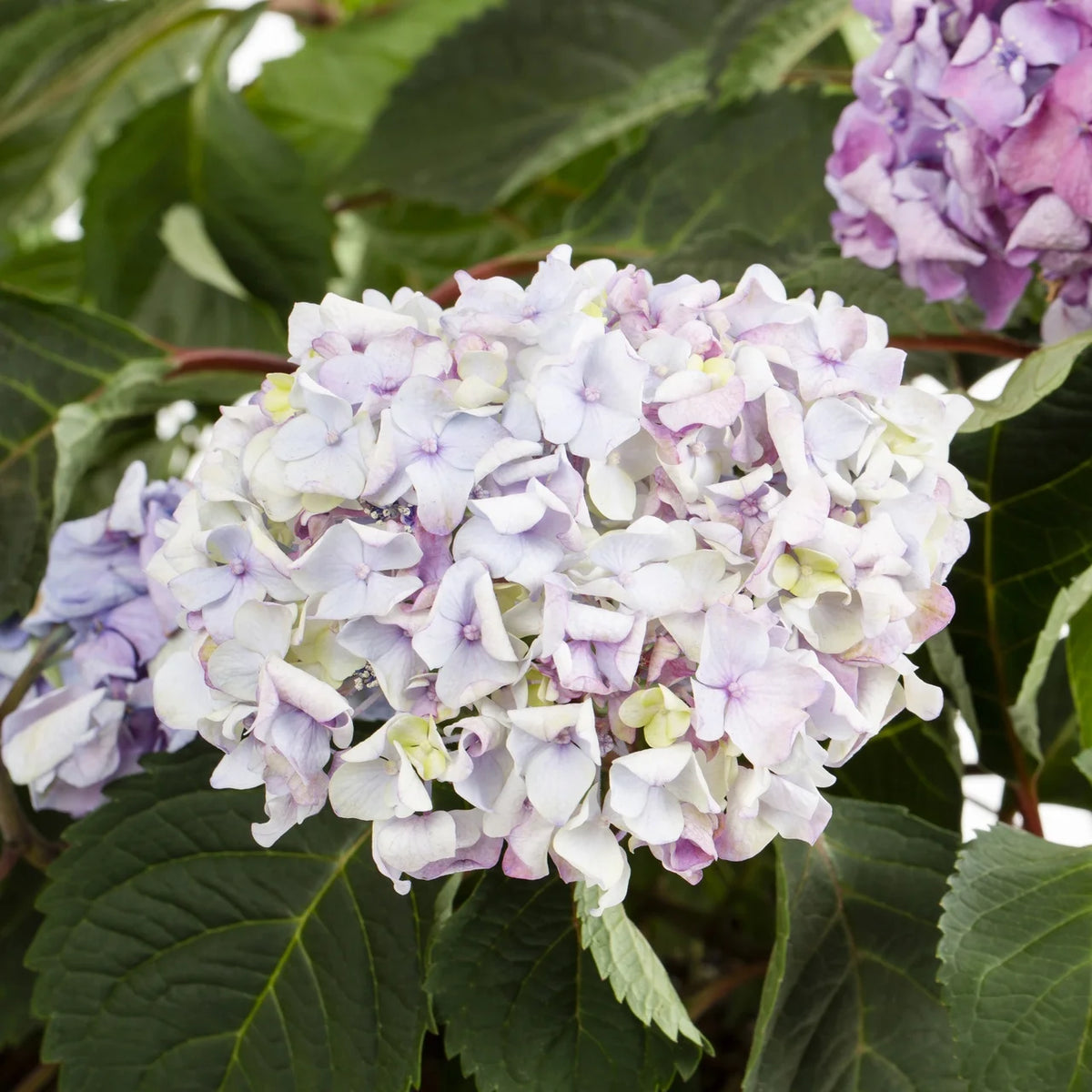 Bloomstruck Hydrangea Live Shrub Grower Pot Shade D226