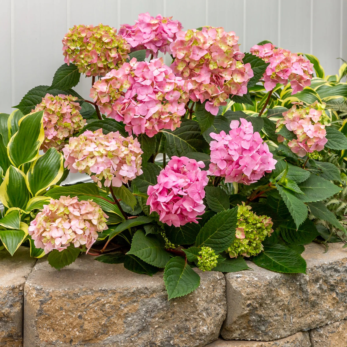 Bloomstruck Hydrangea Live Shrub Grower Pot Shade D226