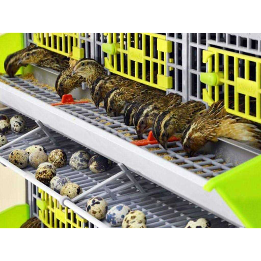 Partridge Cage 1 Layer Z2483