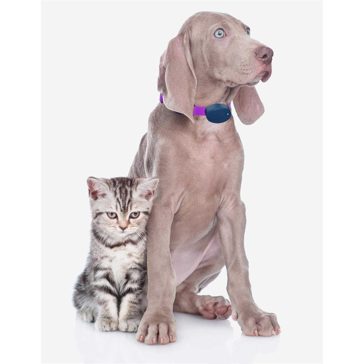 Dog Collar Replacement Strap W160