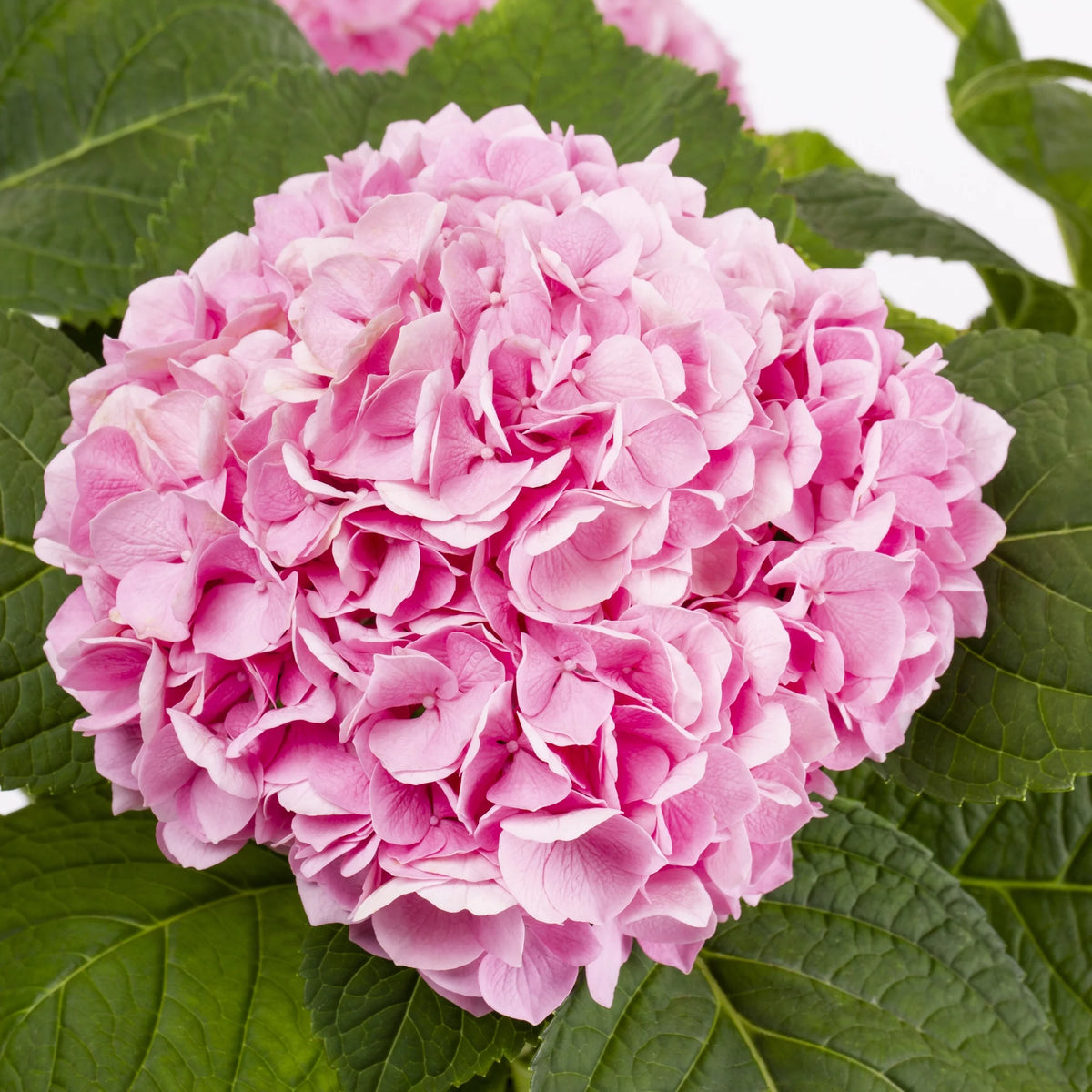 Bloomstruck Hydrangea Live Shrub Grower Pot Shade D226