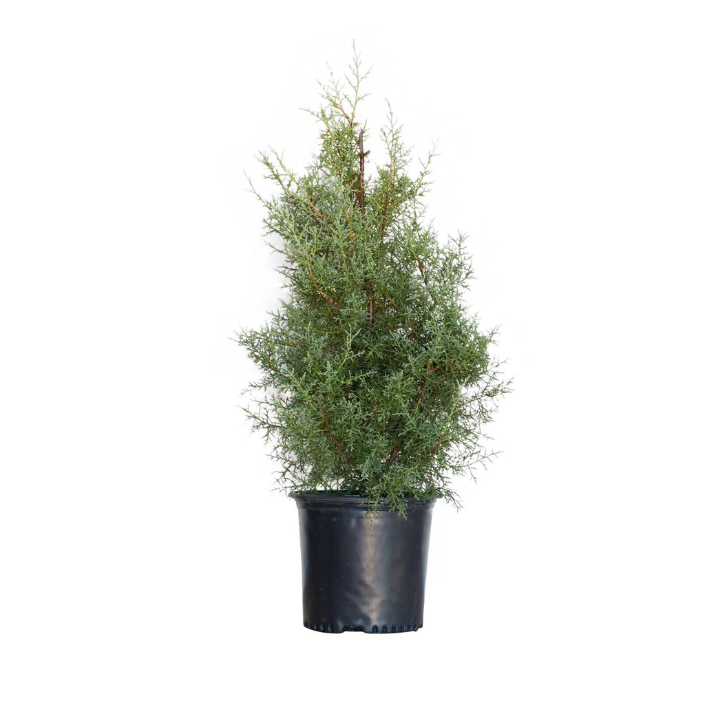 2.5 Gallon Evergreen Tree with Blue-Grey Foliage Y7800