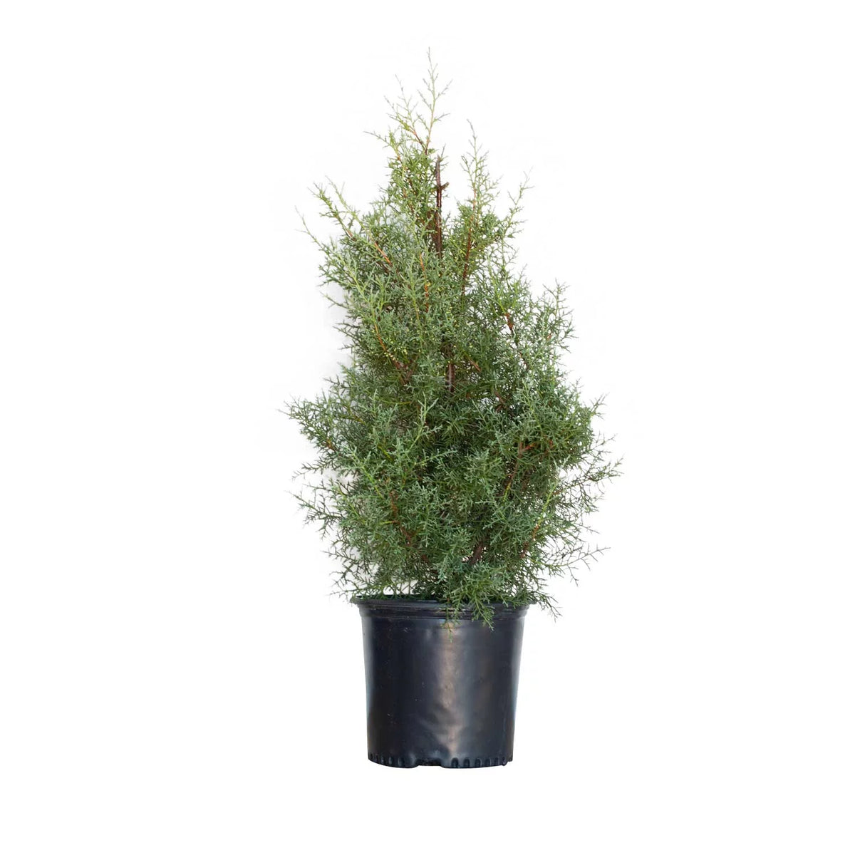 2.5 Gallon Evergreen Tree with Blue-Grey Foliage Y7800