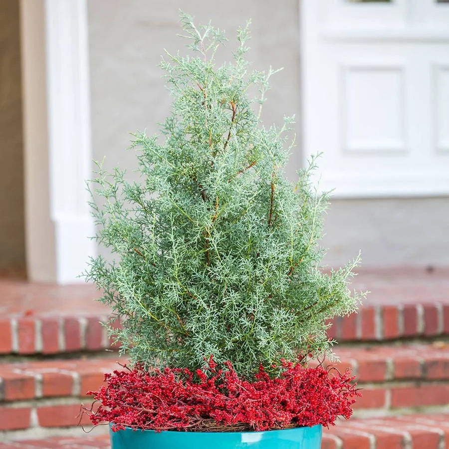 2.5 Gallon Evergreen Tree with Blue-Grey Foliage Y7800