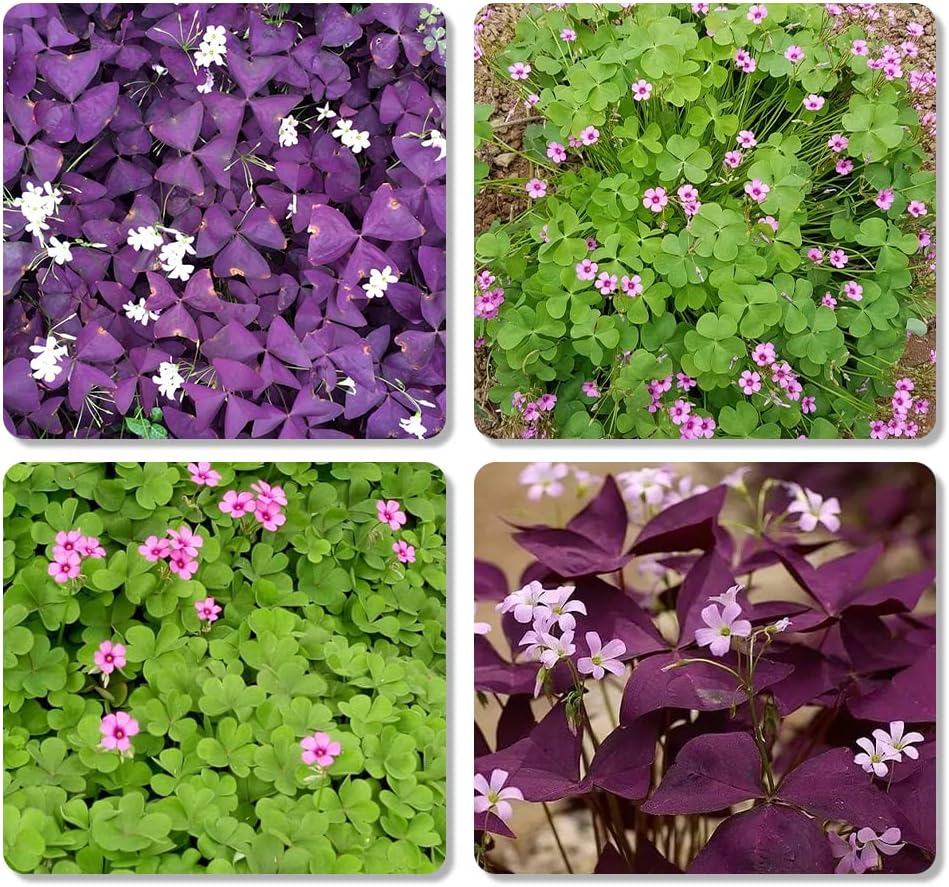 30pcs Mix Oxalis Triangularis Bulbs Purple and Green Shamrocks Bulbs D79930