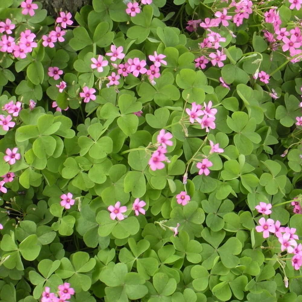 30pcs Mix Oxalis Triangularis Bulbs Purple and Green Shamrocks Bulbs D79930