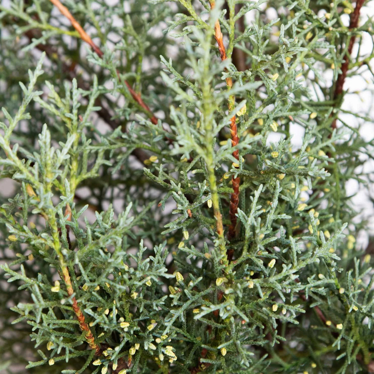 2.5 Gallon Evergreen Tree with Blue-Grey Foliage Y7800