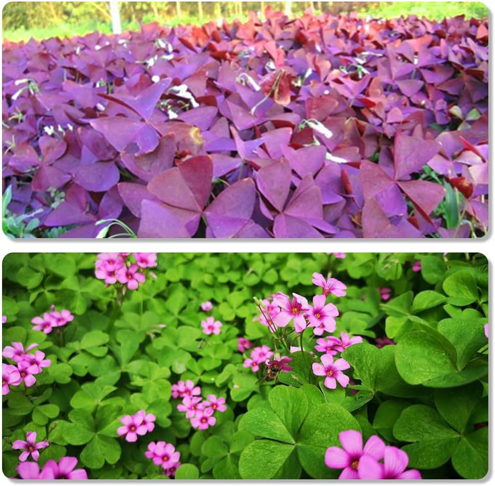 30pcs Mix Oxalis Triangularis Bulbs Purple and Green Shamrocks Bulbs D79930