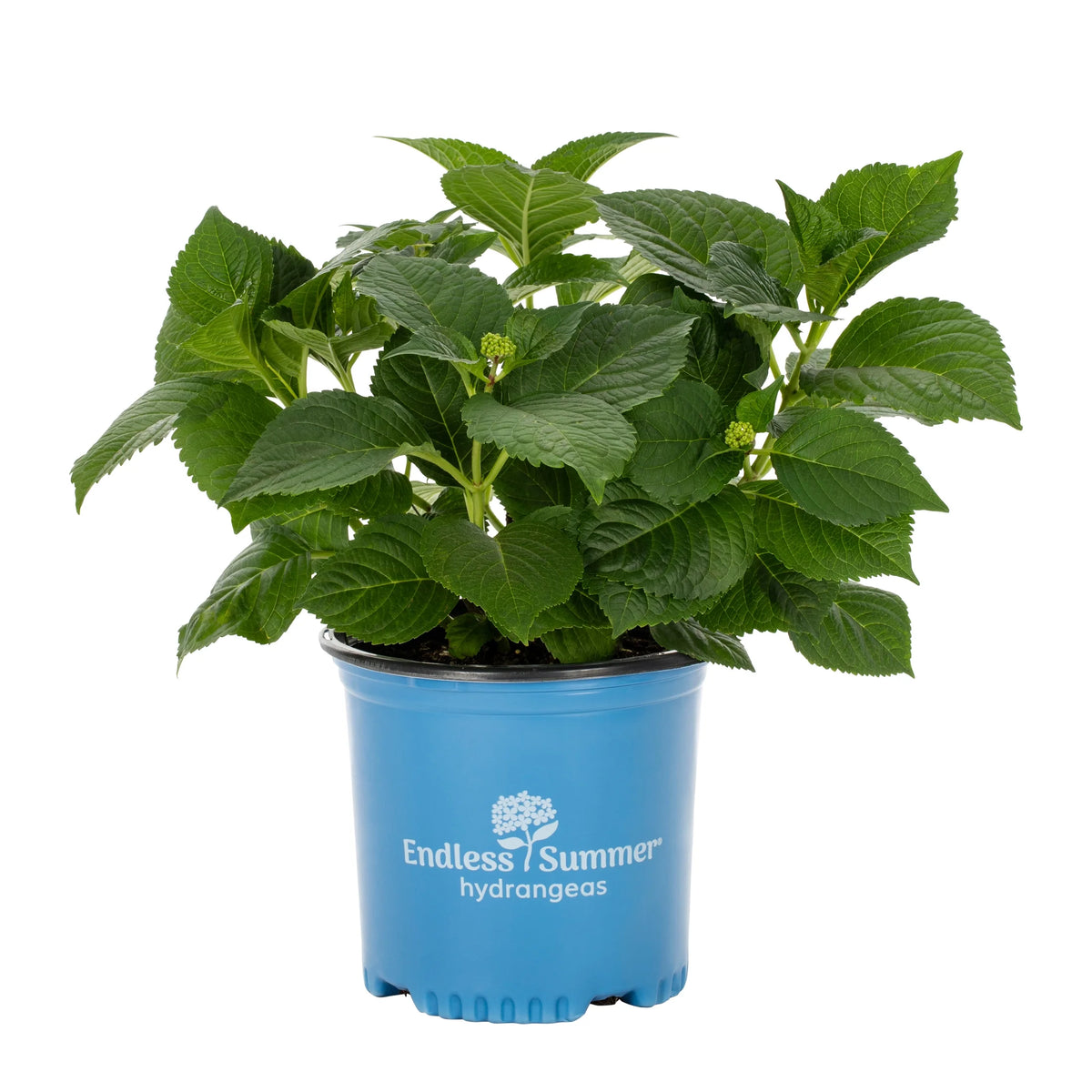 Bloomstruck Hydrangea Live Shrub Grower Pot Shade D226