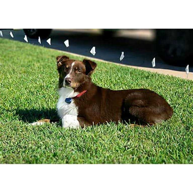 Dog Collar Replacement Strap W160