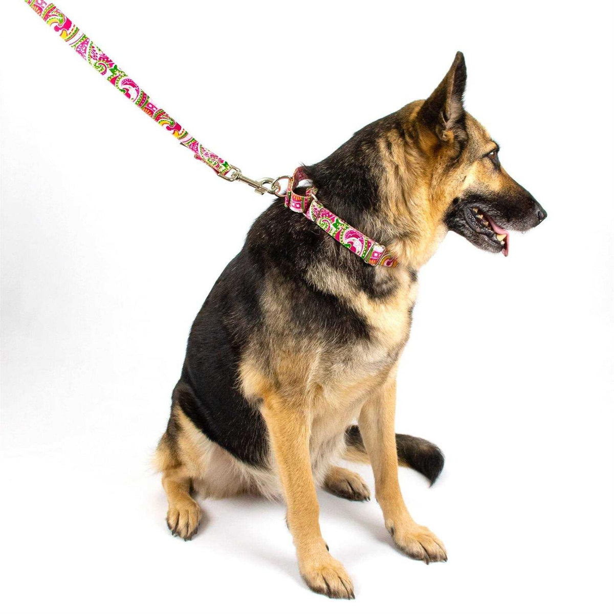 Martingale Dog Collar J771