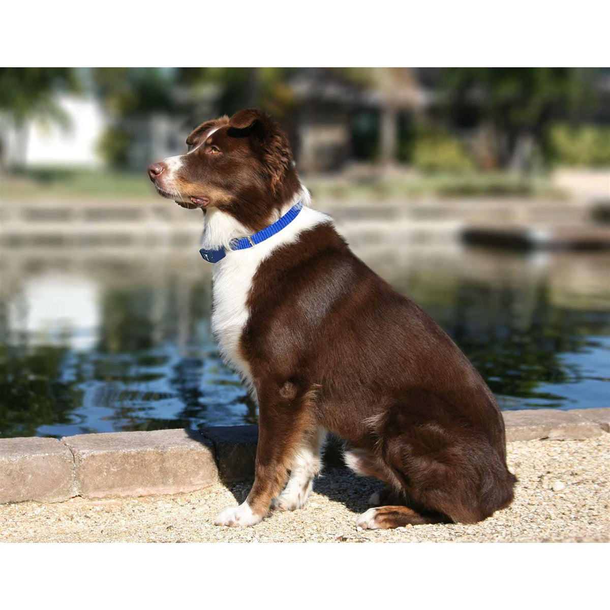 Dog Collar Replacement Strap W160