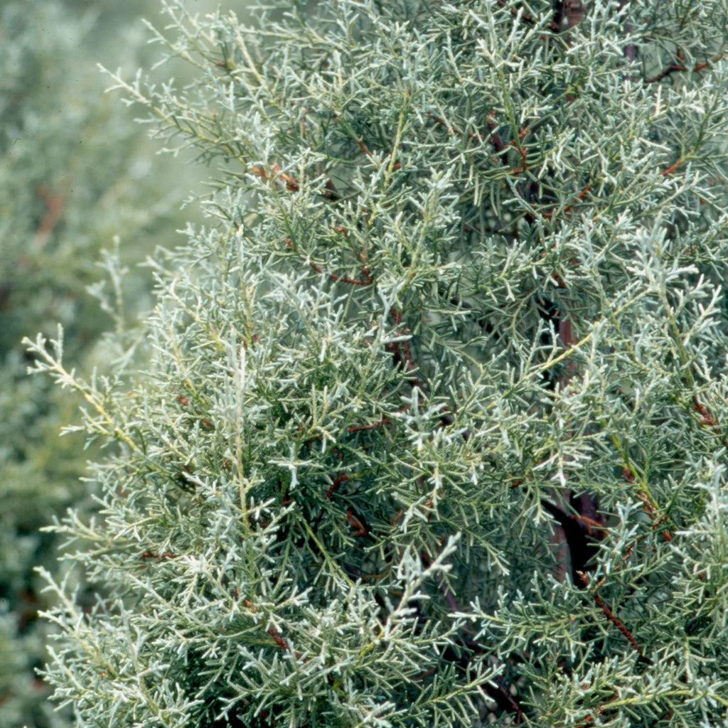2.5 Gallon Evergreen Tree with Blue-Grey Foliage Y7800