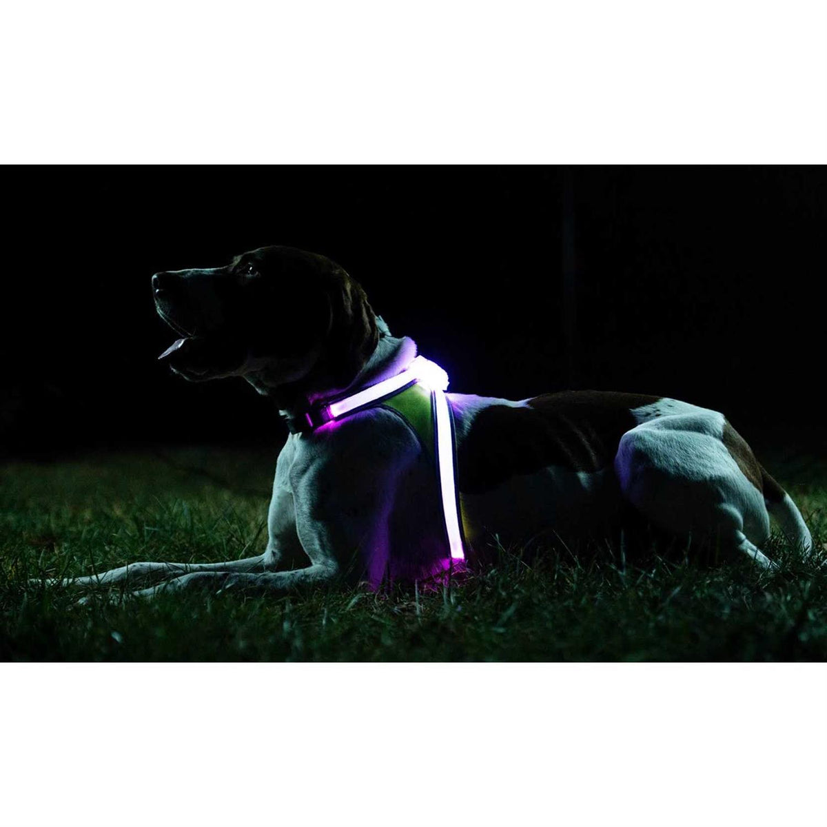 LED Reflective Dog Harness L625
