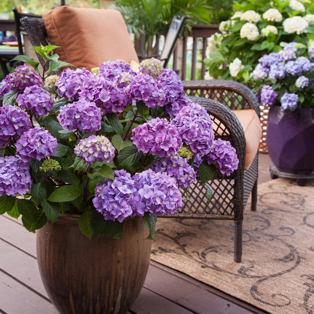 Bloomstruck Hydrangea Live Shrub Grower Pot Shade D226