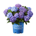 Bloomstruck Hydrangea Live Shrub Grower Pot Shade D226