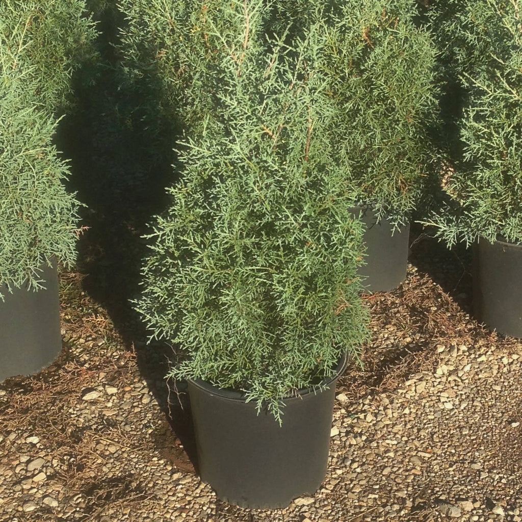 2.5 Gallon Evergreen Tree with Blue-Grey Foliage Y7800