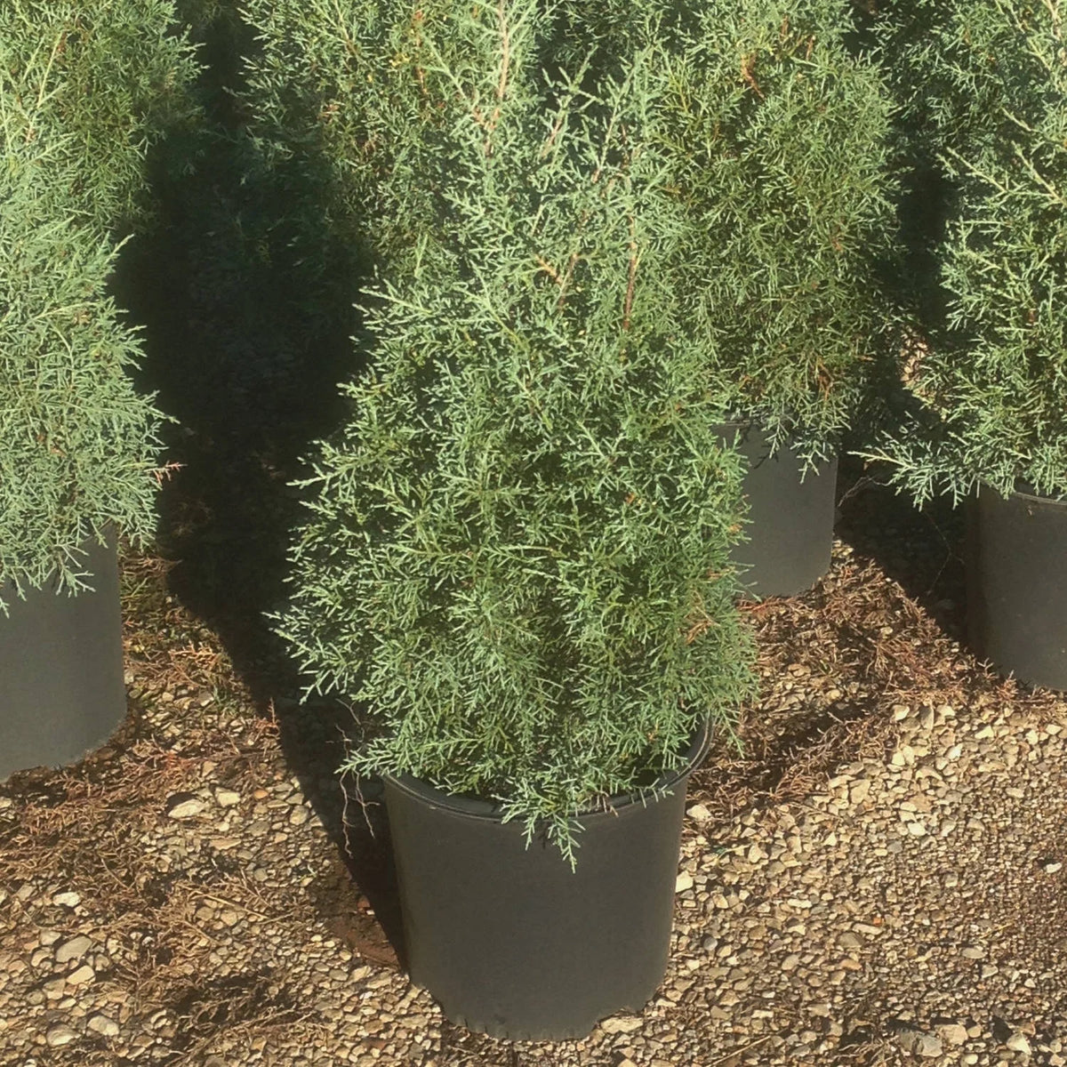 2.5 Gallon Evergreen Tree with Blue-Grey Foliage Y7800